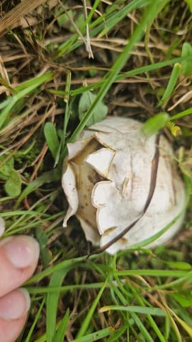 Bovista nigrescens