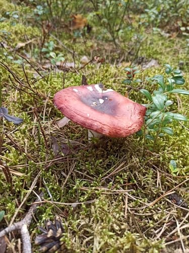 Gołąbek