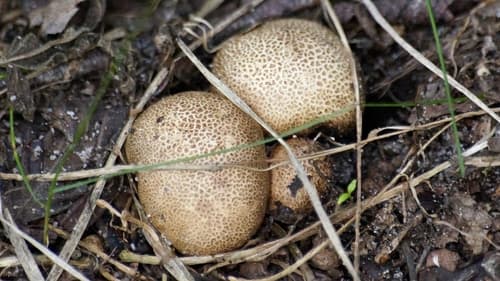 Tęgoskór cytrynowy