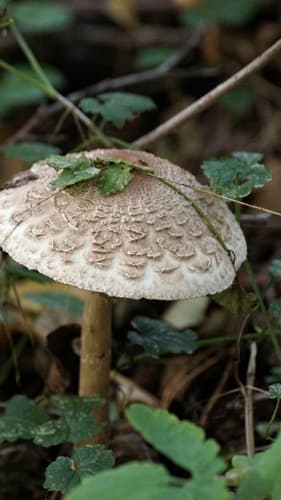 Czubajnik ponury