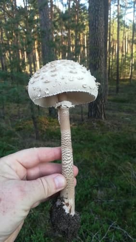 Czubajka kania