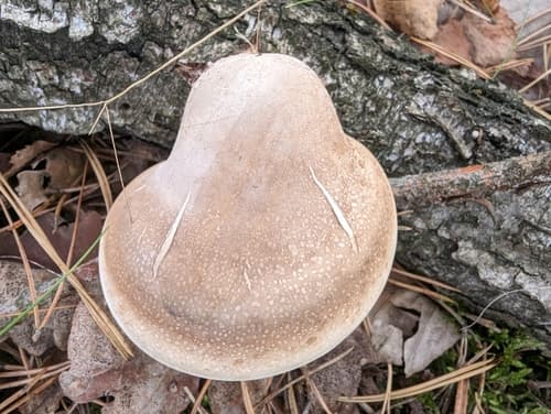 Białoporek brzozowy