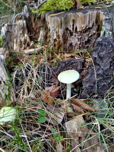 Muchomor cytrynowy