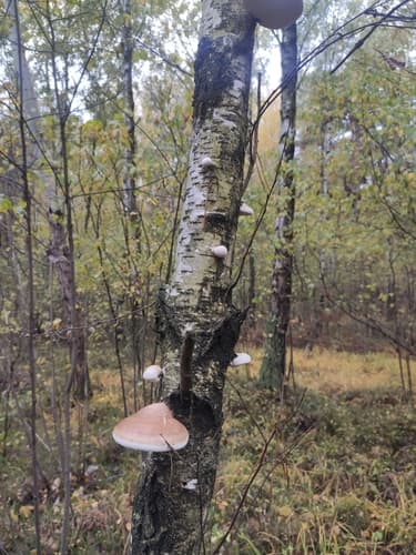 Białoporek brzozowy