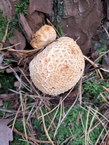 Tęgoskór cytrynowy
