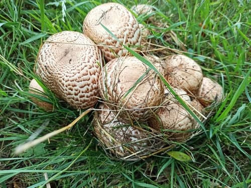 Agaricus bohusii