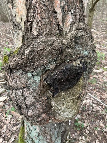 Błyskoporek podkorowy
