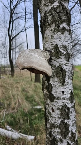 Białoporek brzozowy
