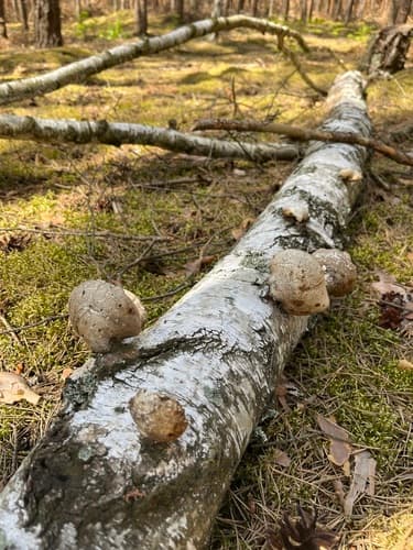 Białoporek brzozowy
