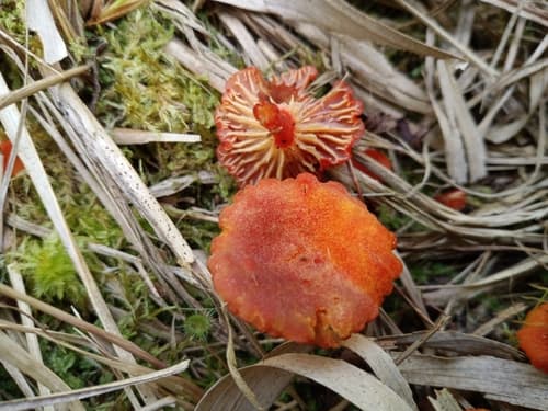 Wilgotnica czerwona
