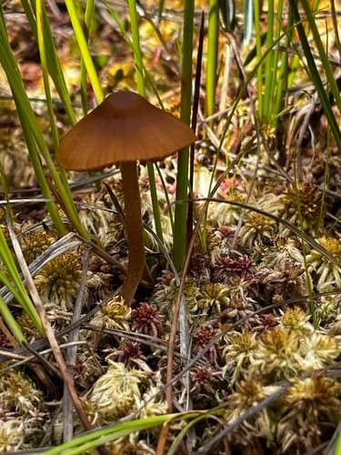 Agaricineae