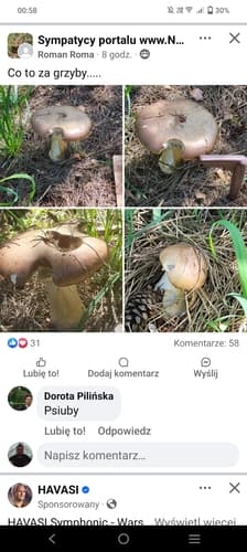 Pierścieniak uprawny