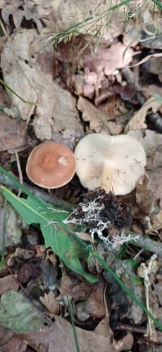 Gymnopus