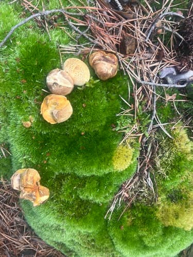 Tęgoskór cytrynowy