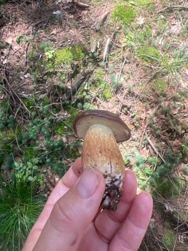 Podgrzybek brunatny