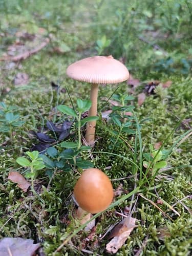 Muchomor rdzawobrązowy