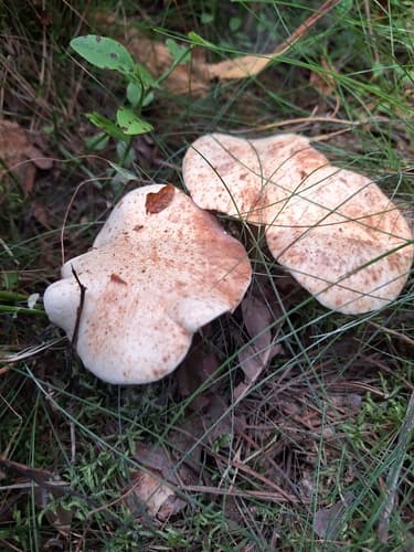 Monetnica plamista