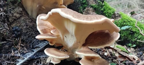 Wachlarzowiec olbrzymi