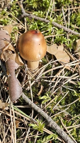 Muchomor rdzawobrązowy