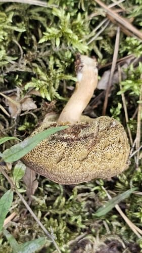 Podgrzybek brunatny