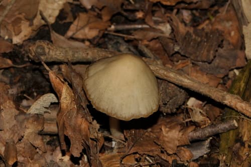 Psathyrella longipes