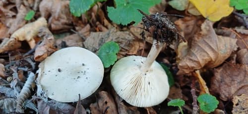 Ciemnobiałka