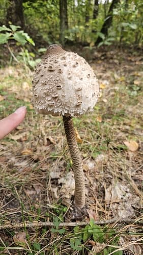 Czubajka kania