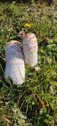 Czernidłak kołpakowaty