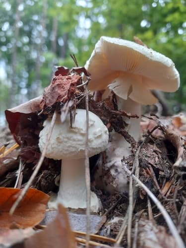 Muchomor cytrynowy
