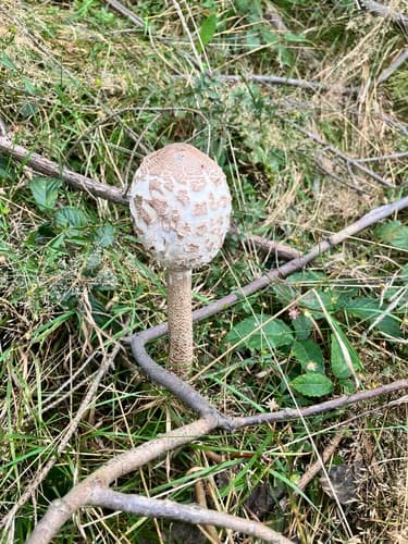 Czubajka