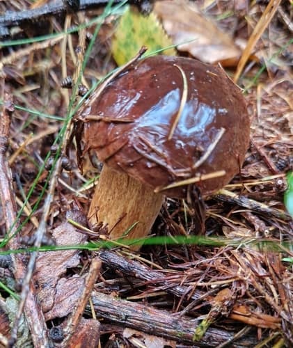 Podgrzybek brunatny