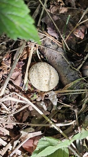 Tęgoskór cytrynowy