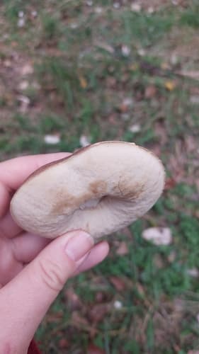Leccinoideae