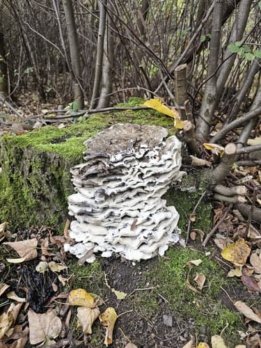 Szaroporka