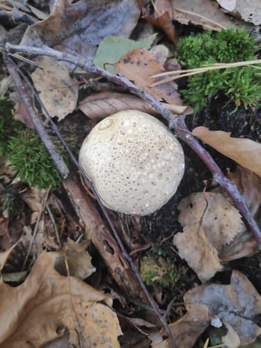 Tęgoskór cytrynowy