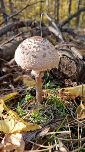 Czubajka