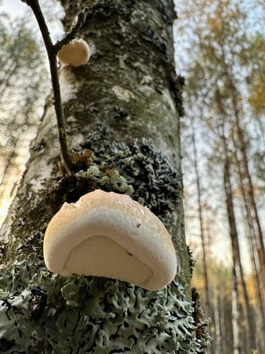 Białoporek brzozowy