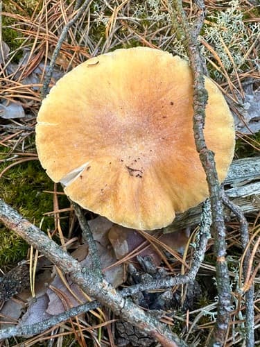 Płachetka zwyczajna