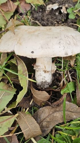 Pieczarka