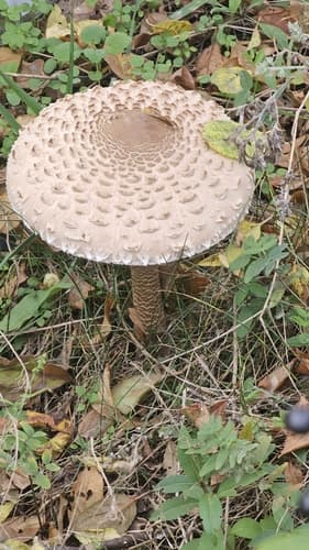 Czubajka kania