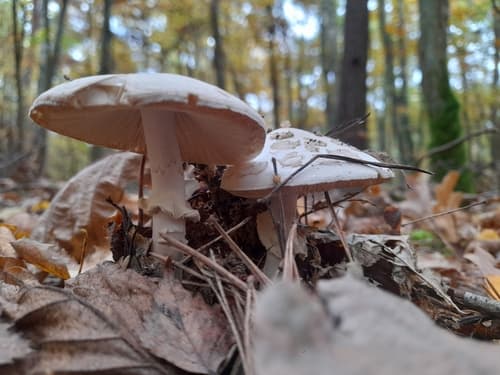 Muchomor cytrynowy