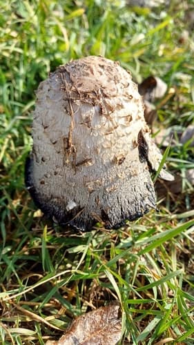 Czernidłak kołpakowaty