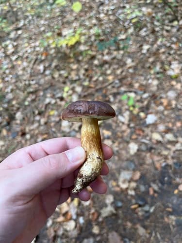 Podgrzybek brunatny