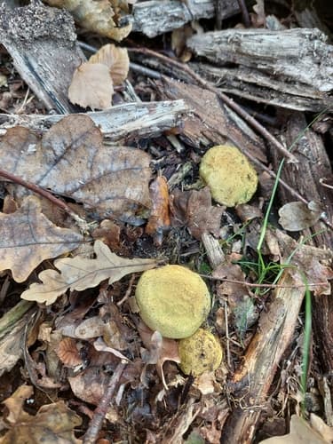 Tęgoskór cytrynowy