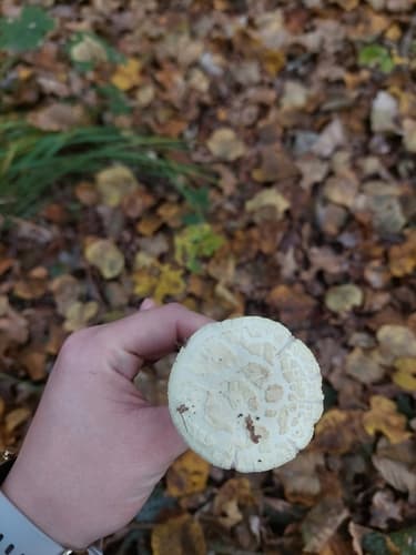 Muchomor cytrynowy