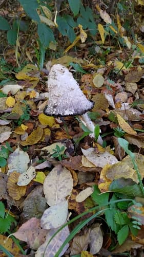 Czernidłak kołpakowaty