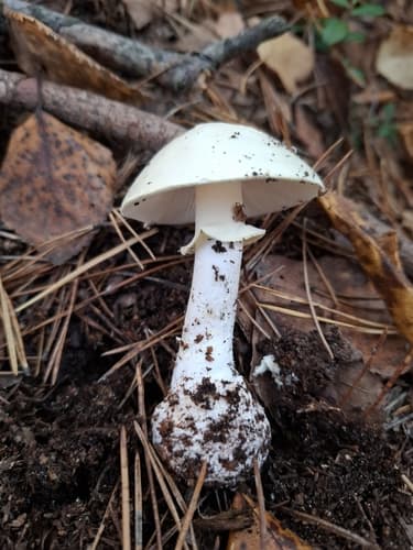 Muchomor cytrynowy