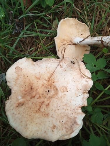 Monetnica plamista