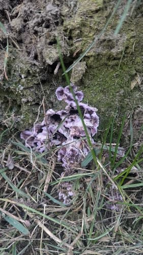 Chrząstkoskórnik purpurowy