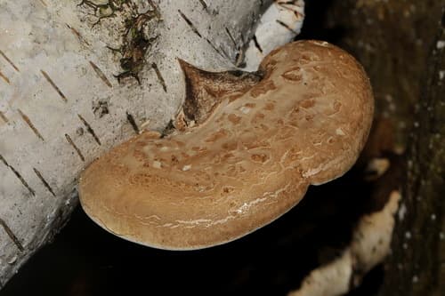 Białoporek brzozowy